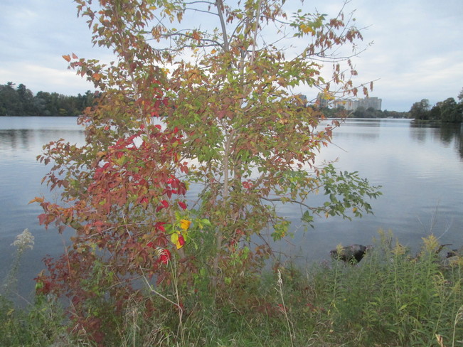 A sign of fall at Mooney's Bay in Ottawa Riverside Dr, Ottawa, ON K1V 8N7, Canada