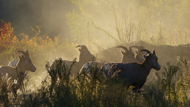 Big horn sheep at dusk Grand Forks, BC