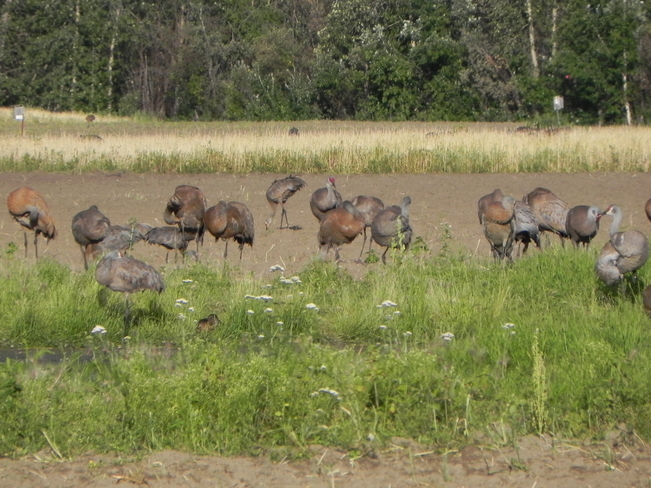 Sandhills Cranes Fairbanks, AK, United States