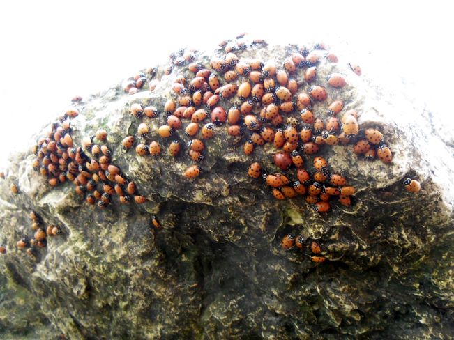 ladybugs at the point - ponemah beach manitoba Ponemah Road, Matlock, Man