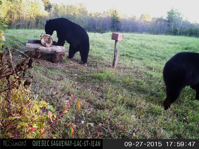 l'ours noir Saint-Andr-du-Lac-Saint-Jean, QC
