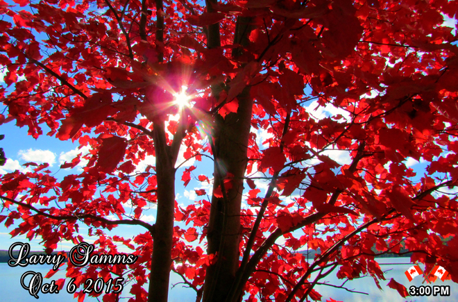 "A Beautiful Fall Red" Springdale, Newfoundland and Labrador