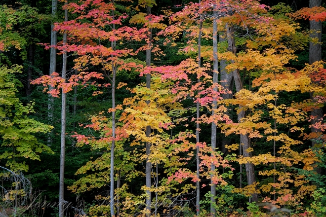 Fall Colours North York, Toronto, ON