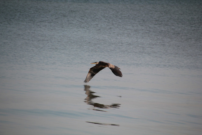 Great Blue Heron Niagara-on-the-Lake, ON
