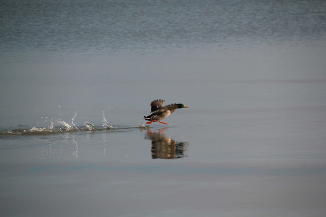 Duck Taking Off Niagara-on-the-Lake, ON