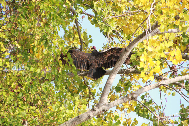 Turkey Vulture Niagara-on-the-Lake, ON