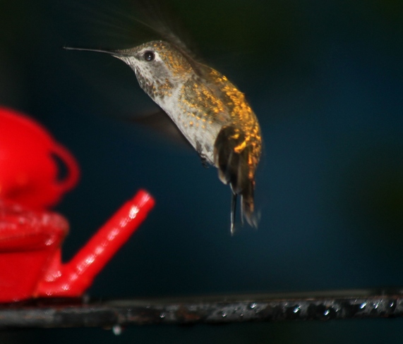 Male Anna`s Hummingbird. Abbotsford, BC