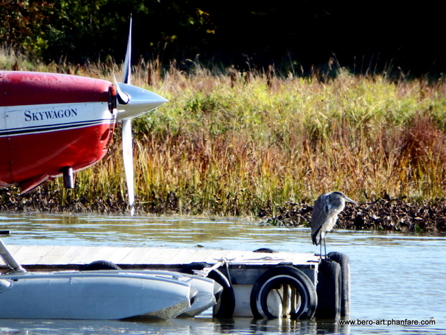 Blue Heron on the dock........ Petrie Islands, Ottawa Division, ON