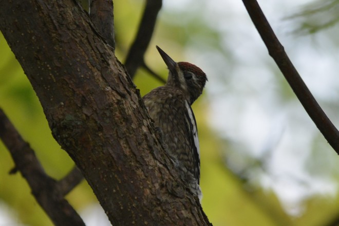 Woodpecker! St Catharines, ON