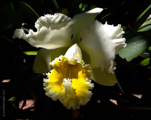Cymbidium Orchid San Diego, CA, United States