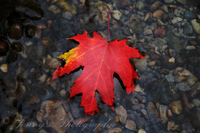 Autumn is floating away North York, Toronto, ON