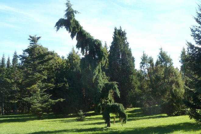 Rosiers rÃ©sistants et arbres Montral, QC