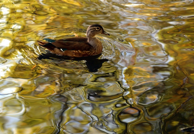 Ducks in High Park, Toronto, Ontario Toronto, ON