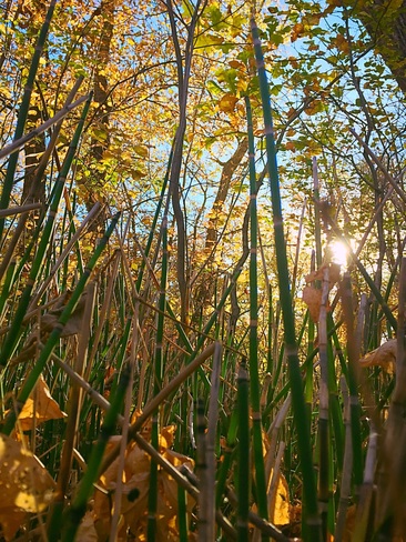 Fall walks through the forest Winnipeg, MB
