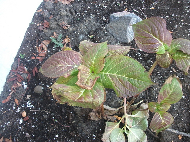 Plants on November 7 Sudbury, ON