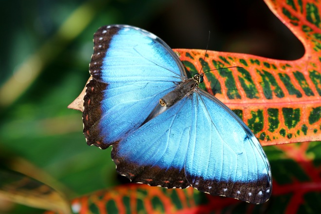 Butterfly wonderland Arizona, United States