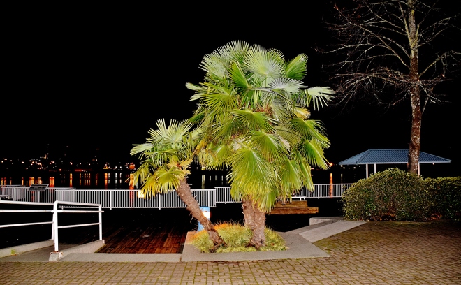 Palms of the nite New Westminster Board Walk on the Quay