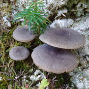 Les champignons des sous bois