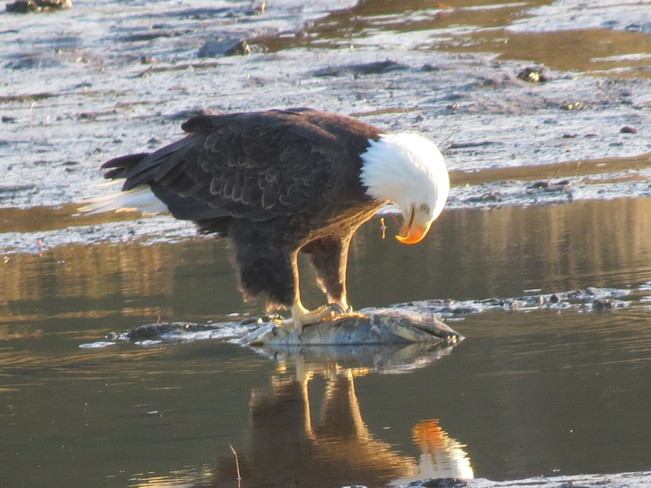 Eagle and his Reflecton Cowichan Bay, BC