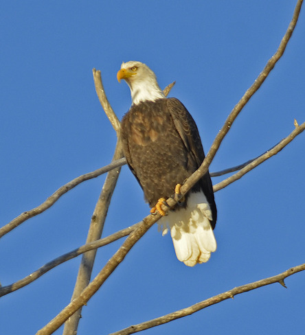 bald eagles Greenwood, BC
