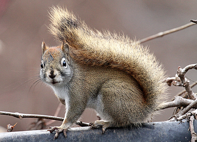 Red Squirrel Ottawa, ON