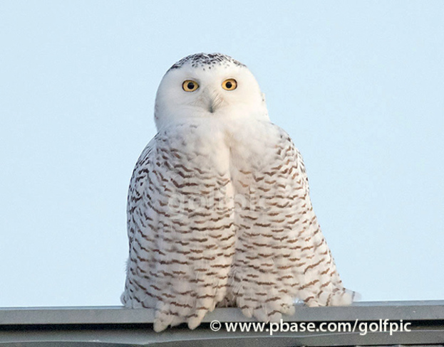 Ottawa Snowy Owl Ottawa, ON