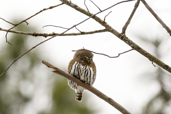 Northern Pygmy Owl Vernon, BC