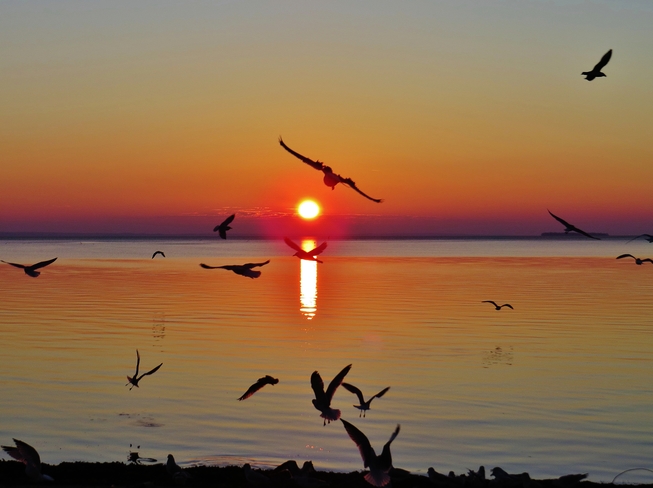 Multiple Gull sunset. . . . North Bay, ON