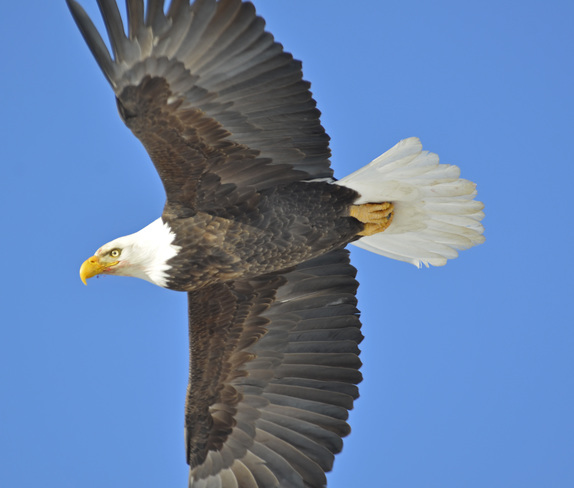 bald eagles Greenwood, BC