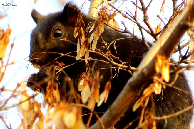 Cute Black and Brown Squirrel Ottawa, ON