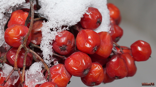 Petits fruits de cormier sous la neige Qubec City, QC