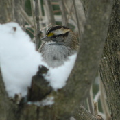 Un oiseau sur la neige, la beautÃ© de l&#39;hiver