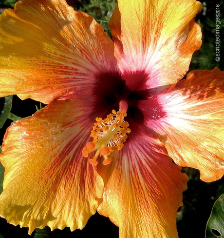 Hibiscus San Diego, CA, United States