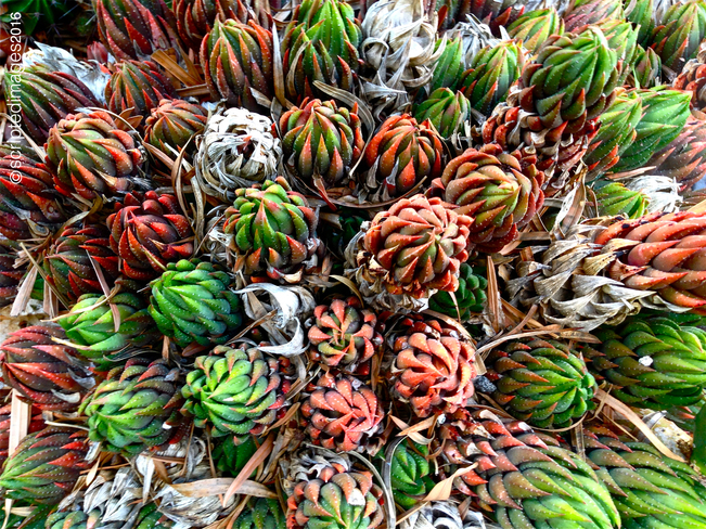 Succulents San Diego, CA, United States