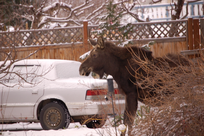 A pair of moose enjoy the morning weather West Kelowna, BC