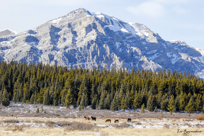 Alberta Mountain Horses Unnamed Road, Clearwater County, AB T0M, Canada