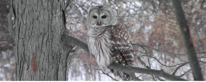 Barred Owl - Taken on Hill Island, Ontario in Jan 2016 Hill Island, Ontario