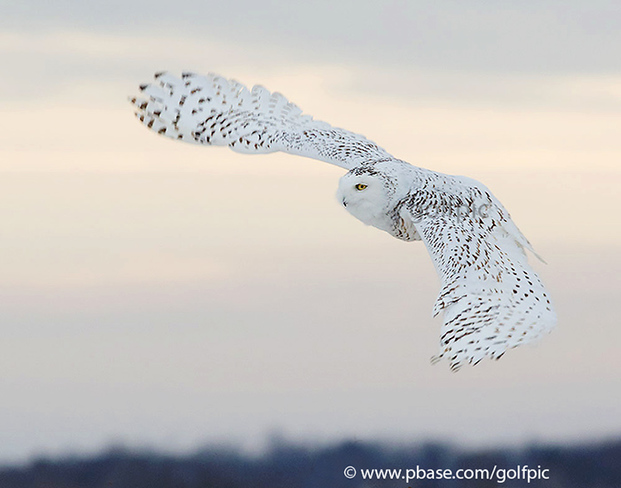 Snowy owl flight Ottawa, ON