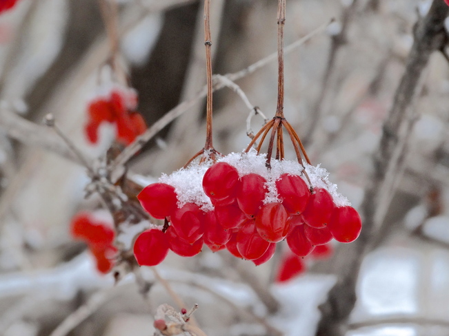 Baies rouges sous la neige! Jardin botanique de Montréal, Montréal, QC