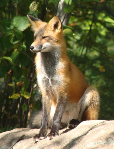 Foxes at Panel Mine Road, Elliot Lake, ON Elliot Lake, Ontario