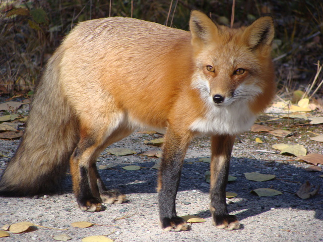 Foxes at Panel Mine Road, Elliot Lake, ON Elliot Lake, Ontario