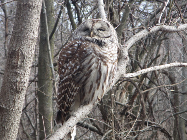Barred Owl Scarborough, Toronto, ON