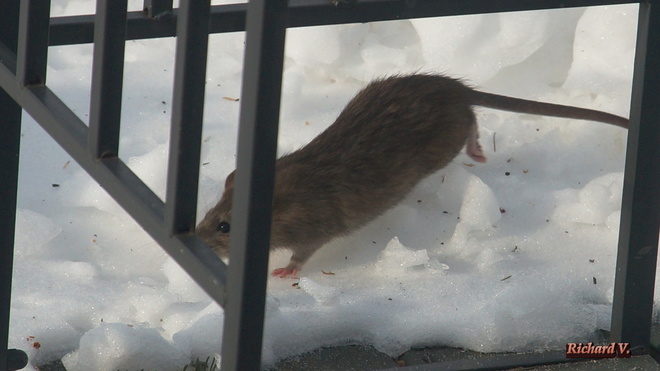 Rat dans la neige Québec, QC