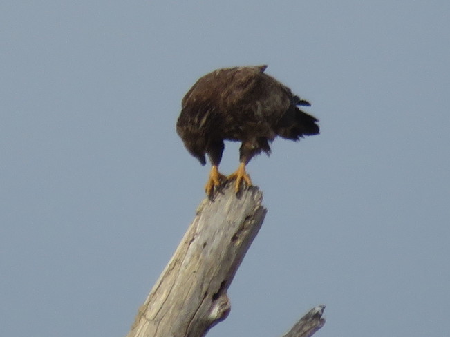 Young eagle Monroe, MI, United States