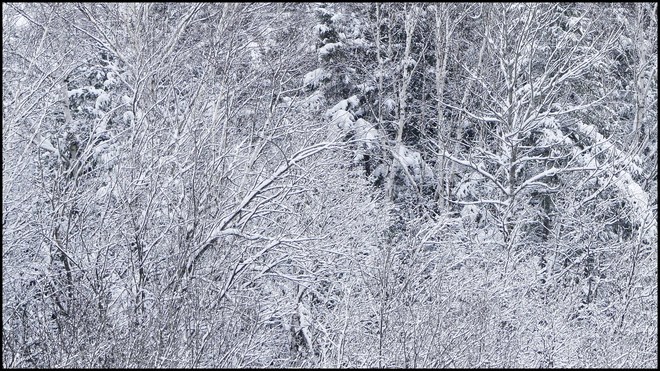 Snow laden branches, Elliot Lake. Elliot Lake, ON