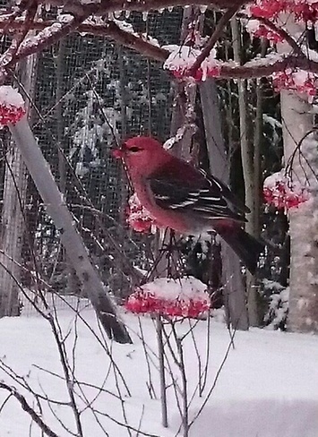 Winter Red Campbellton, Newfoundland