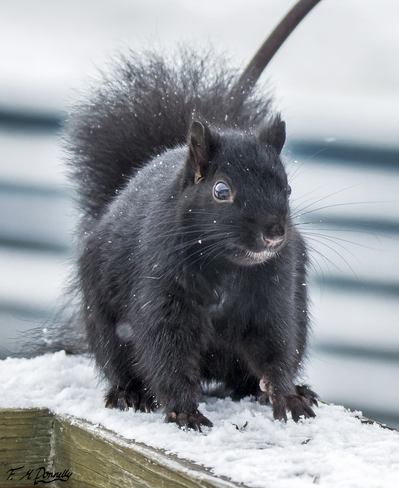 Black Squirrel Port Elmsley, ON
