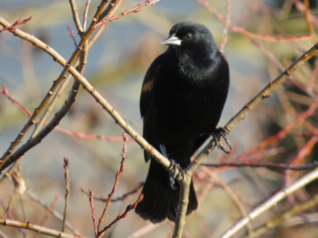Red-Winged Blackbird! Nanaimo, BC