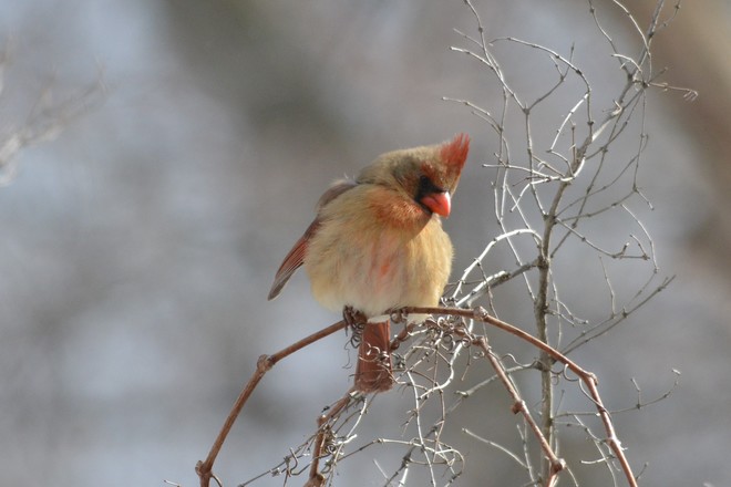 Female Cardinal! Niagara Falls, ON