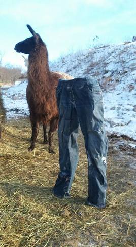 frozen pants Warkworth, ON